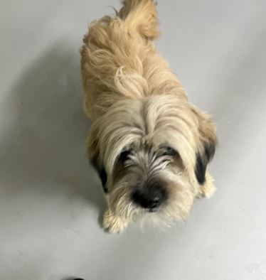 양양군유기동물보호소_442435202500259